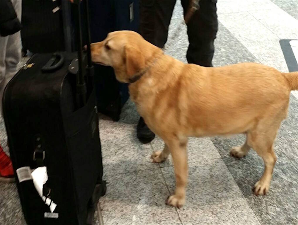 Malpensa - arresto per traffico di cocaina