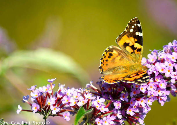 Meraviglie della natura di Sara Cavallini