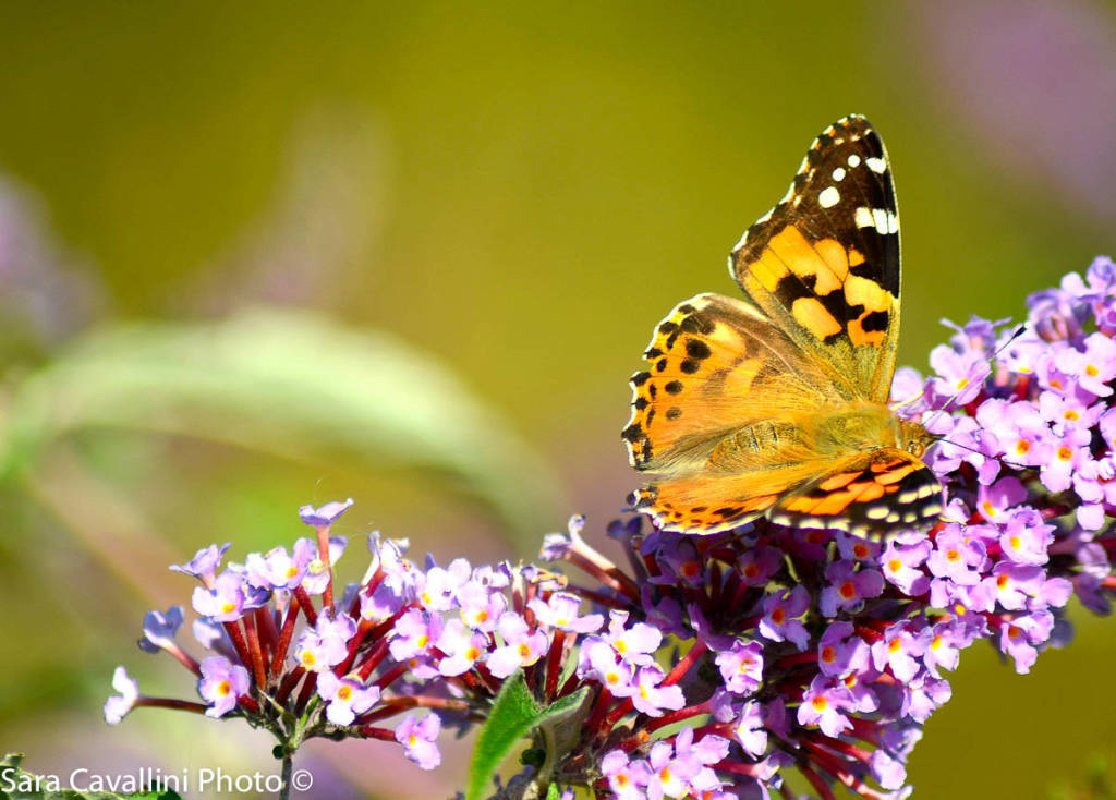 Meraviglie della natura di Sara Cavallini