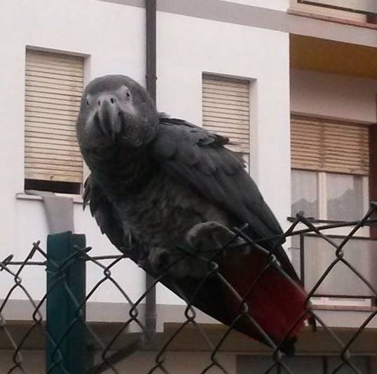 pappagallo