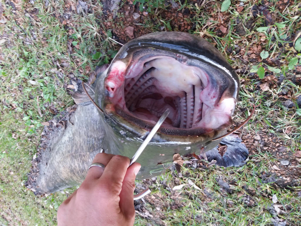 Pesce siluro di quasi 2 metri pescato nel lago di Varese