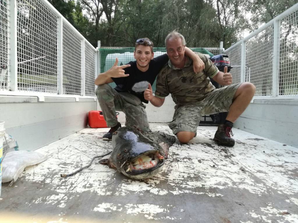 Pesce siluro di quasi 2 metri pescato nel lago di Varese