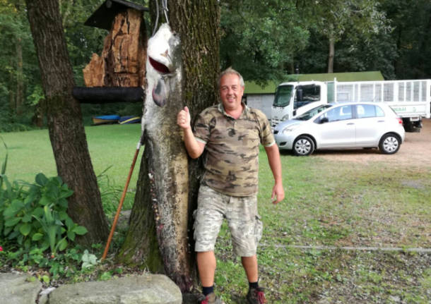 Pesce siluro di quasi 2 metri pescato nel lago di Varese