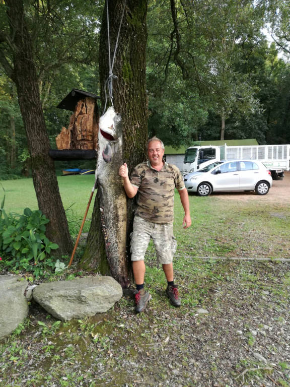 Pesce siluro di quasi 2 metri pescato nel lago di Varese