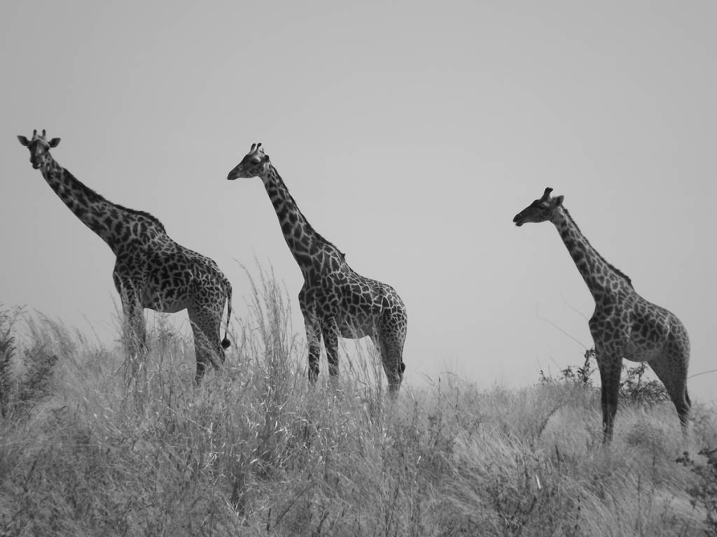 Safari in Tanzania