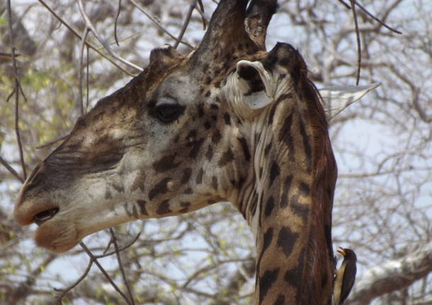 Safari in Tanzania