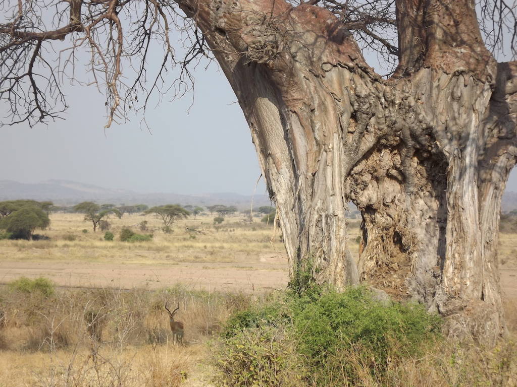 Safari in Tanzania