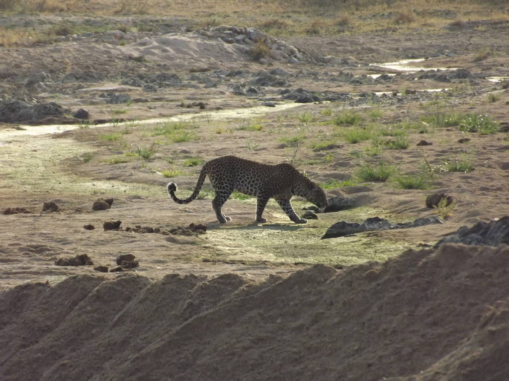 Safari in Tanzania