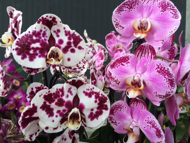 varese ochidea agricola