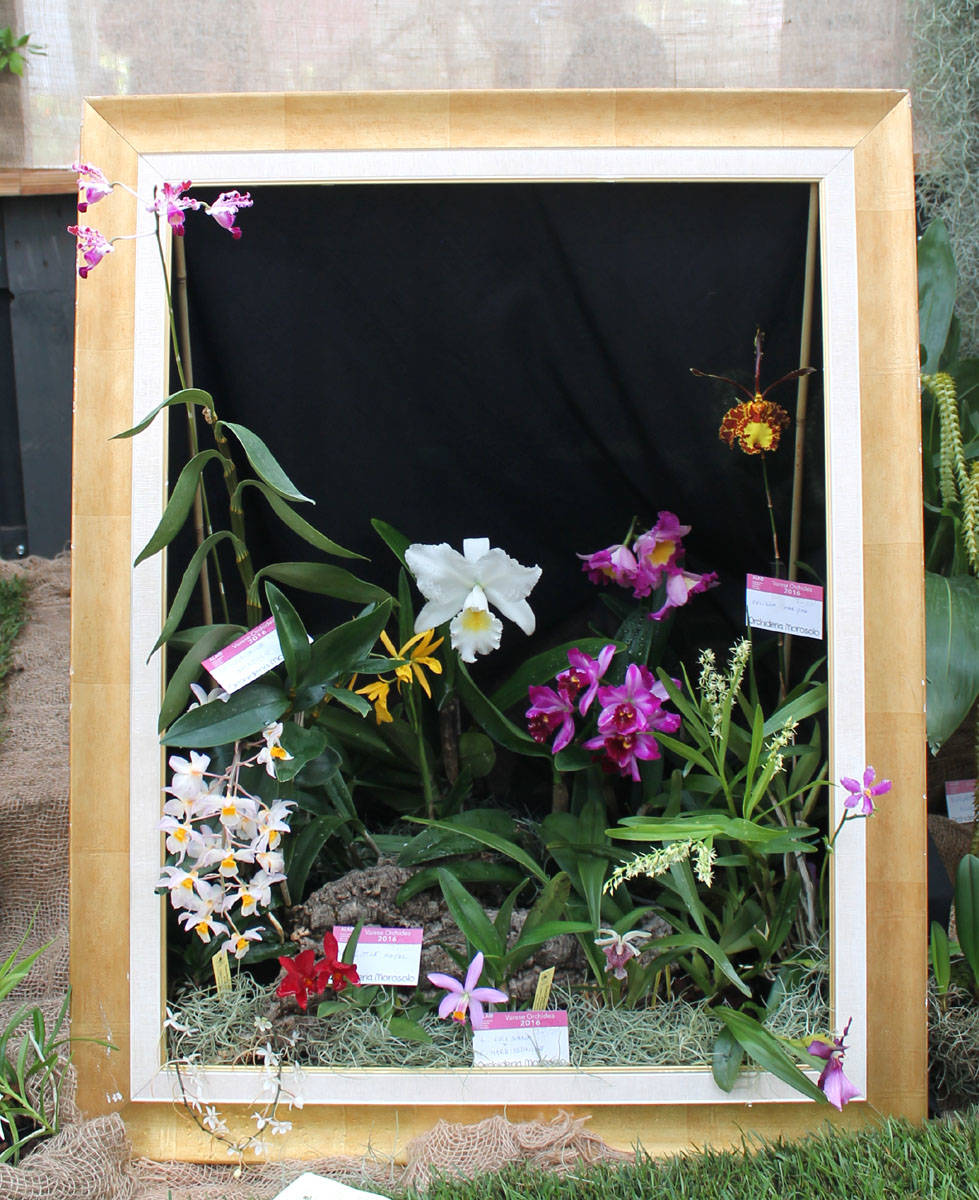 Varese Orchidea 2016