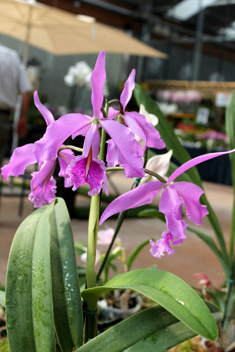 Varese Orchidea 2016