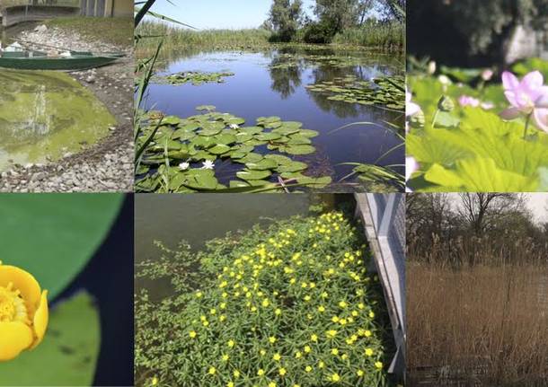 Il lago da vicino – dentro e fuori: le alghe, le piante acquatiche ... Fiori acquatici nomi