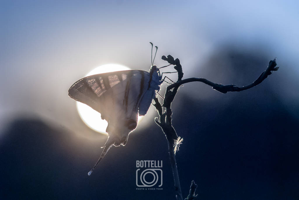 Bottelli