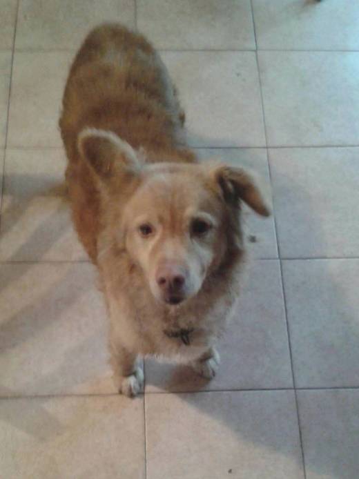 Cane scomparso 