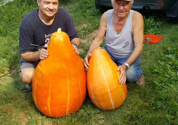 La zucca seduta in vetrina