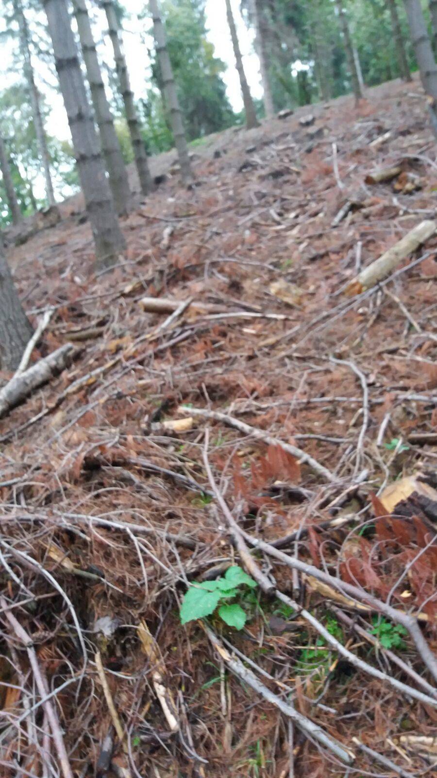 Il taglio della pineta