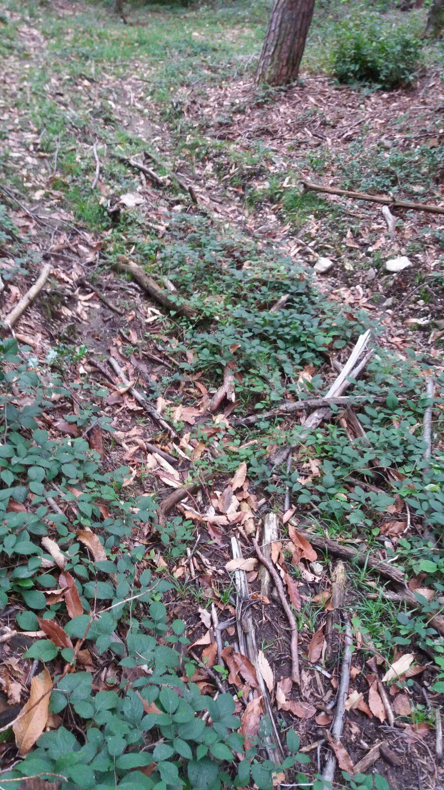 Il taglio della pineta