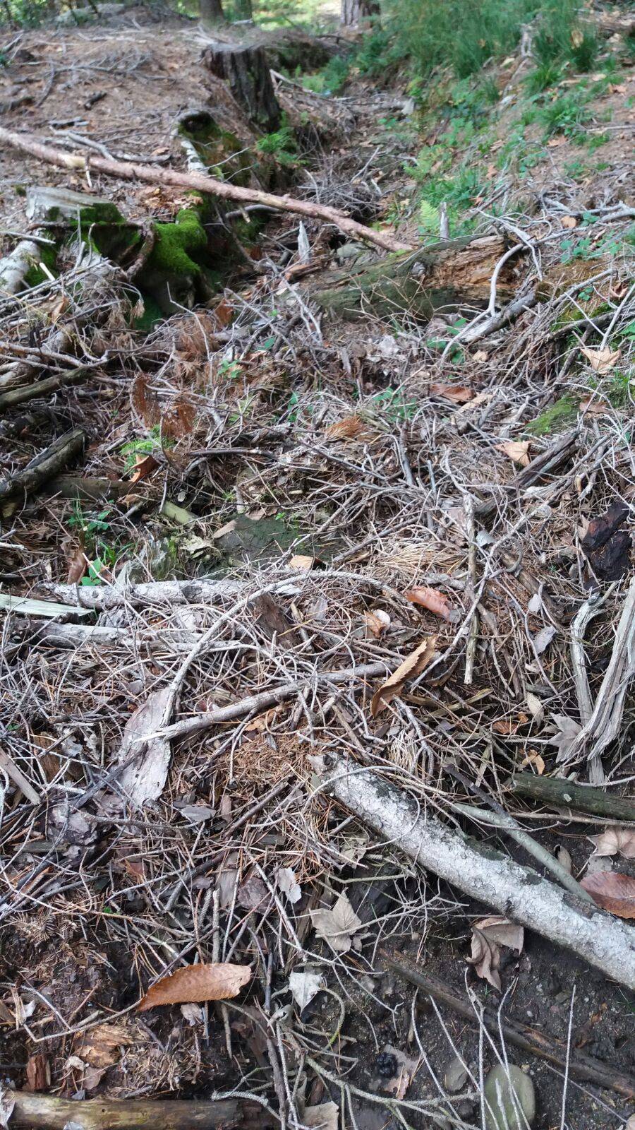 Il taglio della pineta