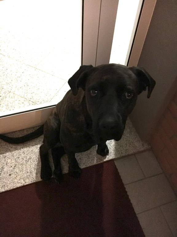 Di chi è questa cagnolona?