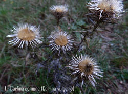 carlina comune 