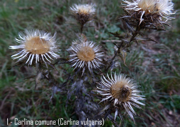 carlina comune 