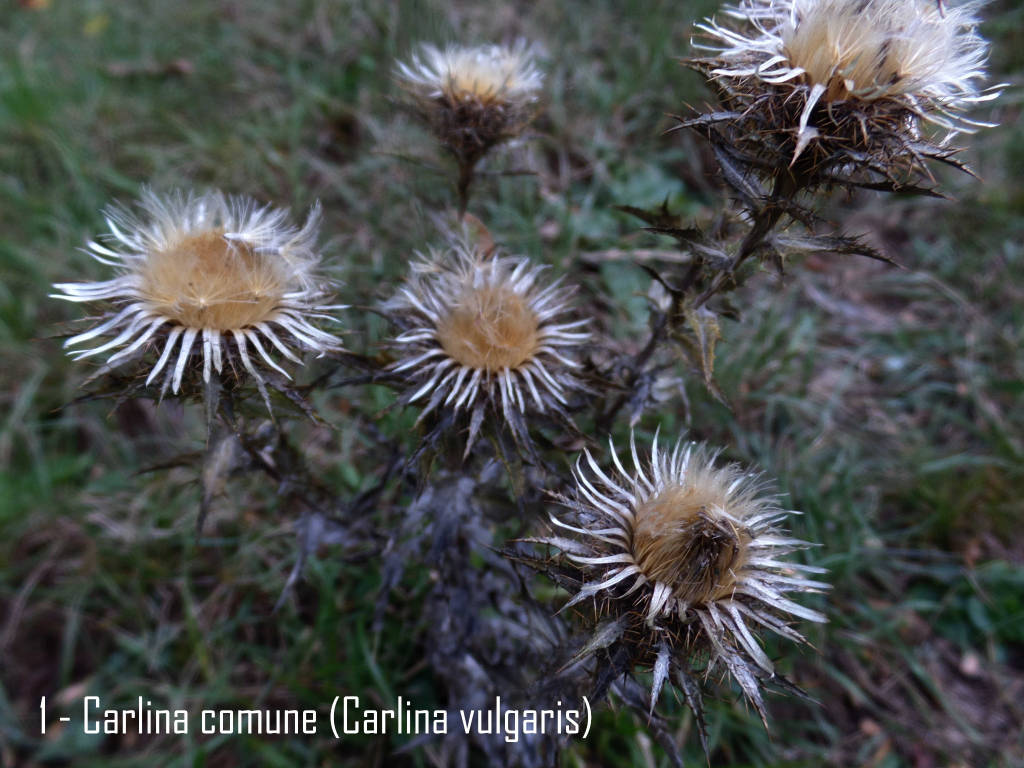 carlina comune 