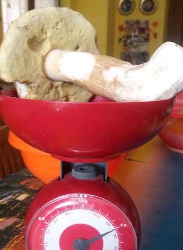 funghi 12 ottobre 2016