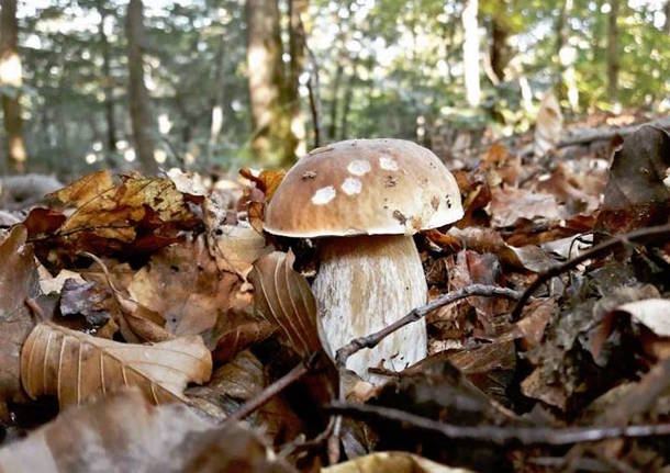 funghi 12 ottobre 2016