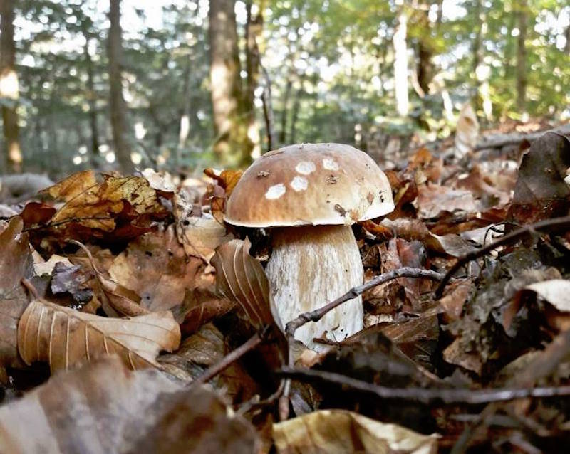 funghi 12 ottobre 2016