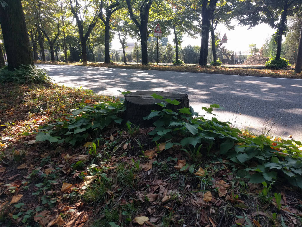 Il verde "dimenticato" a Busto Arsizio