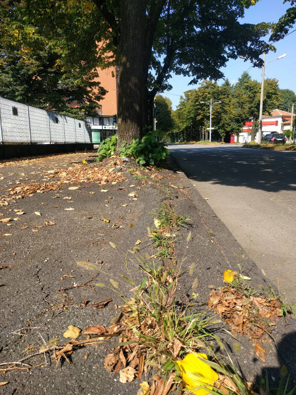 Il verde "dimenticato" a Busto Arsizio