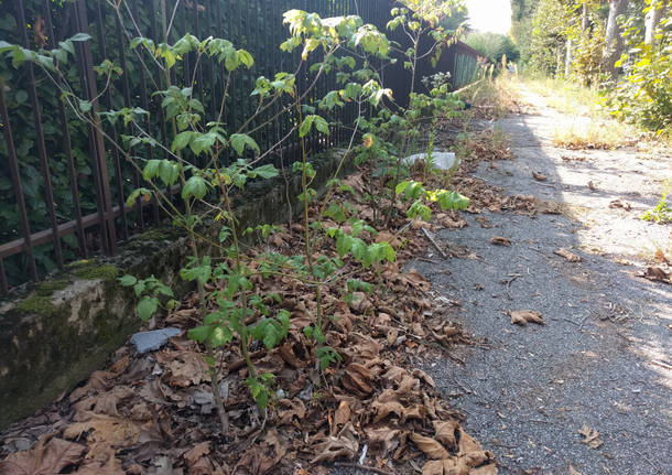 Il verde dimenticato a Busto