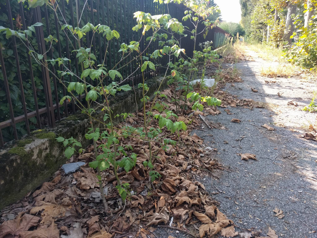 Il verde "dimenticato" a Busto Arsizio