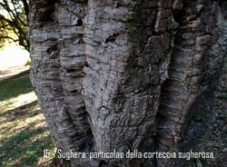 La quercia da sughero di Villa Mylius
