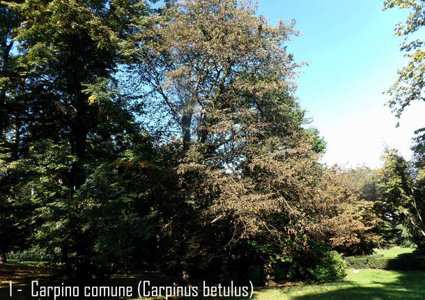 La quercia di sughero a Villa Mylius