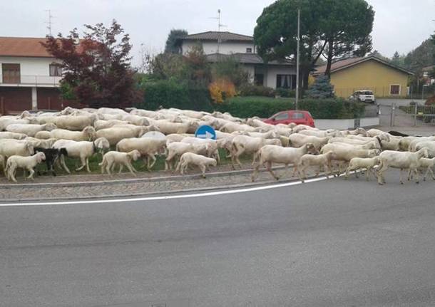 Pecore sulla rotonda a Vedano Olona