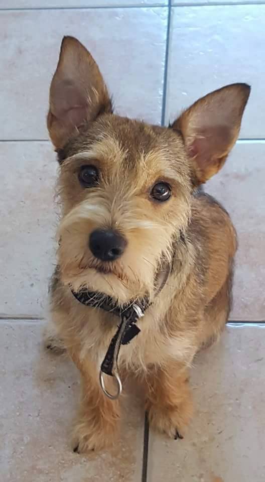 Pippo