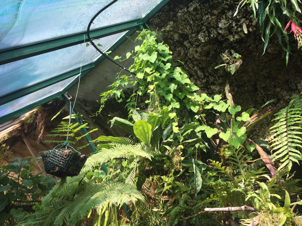 Serra Utopia Tropicale a Comerio 
