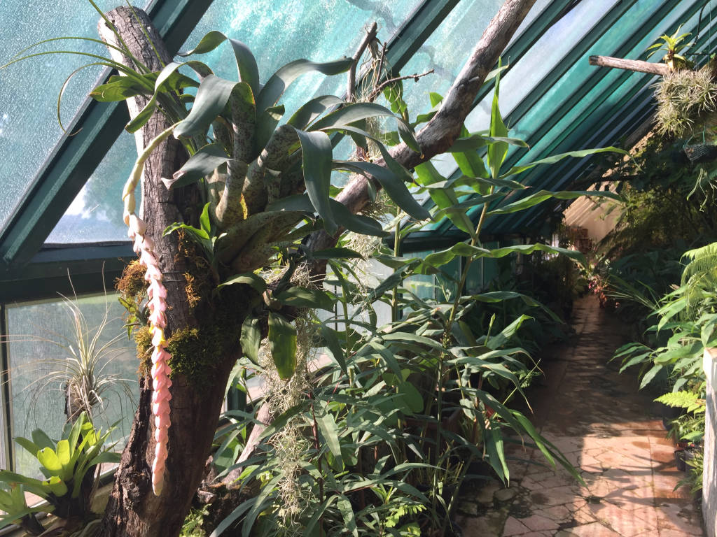 Serra Utopia Tropicale a Comerio 