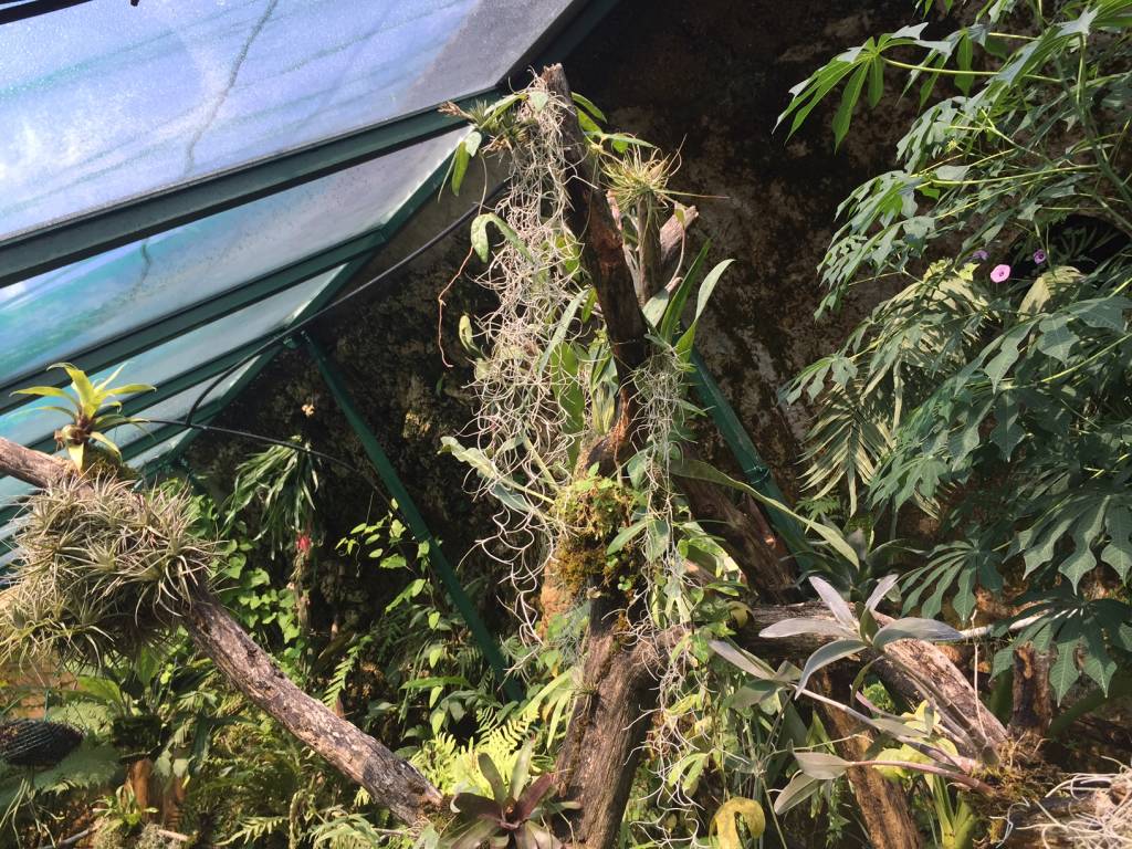 Serra Utopia Tropicale a Comerio 
