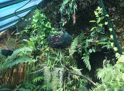 Serra Utopia Tropicale a Comerio 