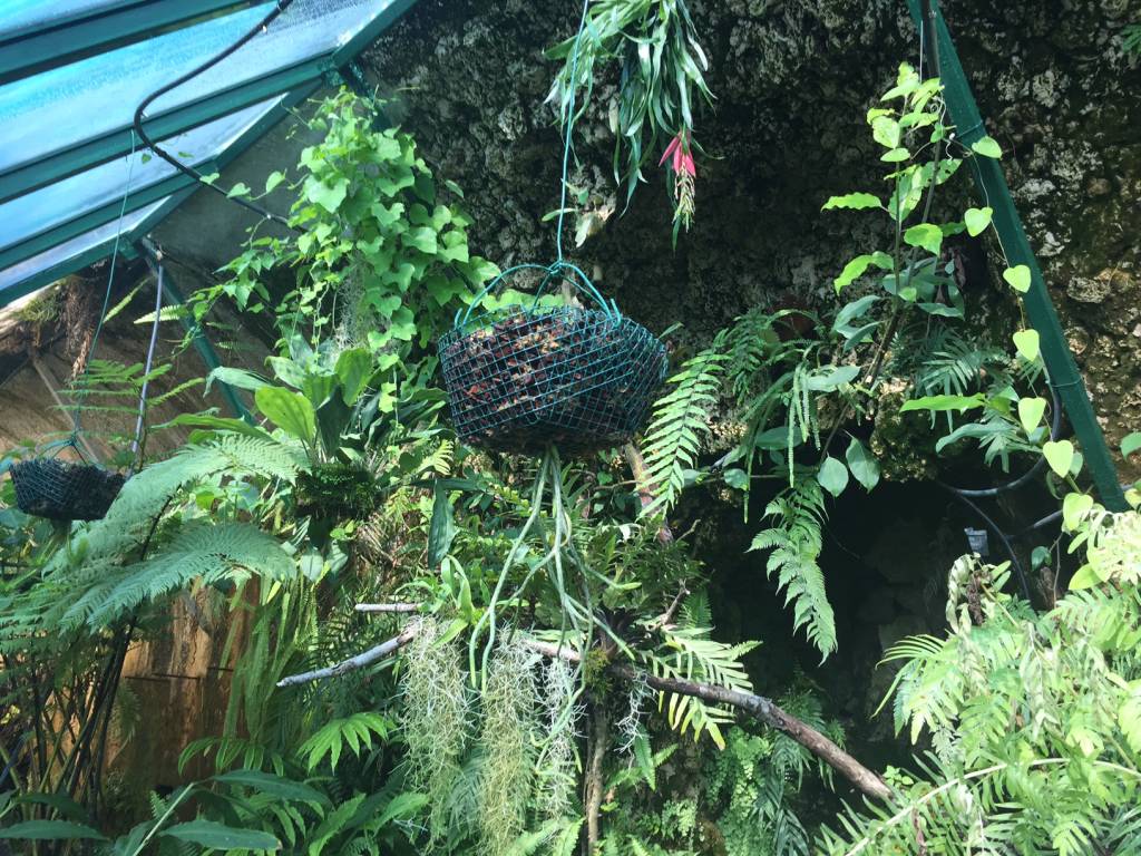 Serra Utopia Tropicale a Comerio 