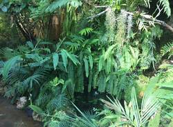 Serra Utopia Tropicale a Comerio 
