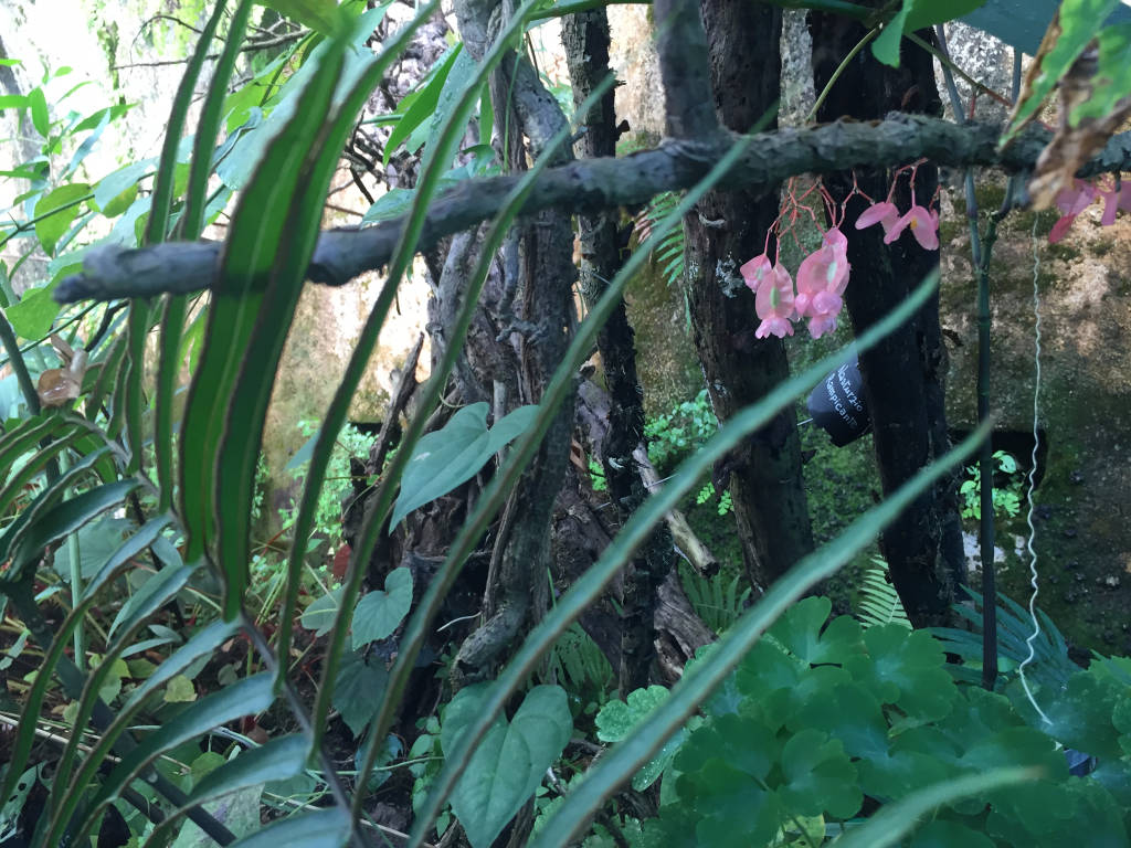 Serra Utopia Tropicale a Comerio 