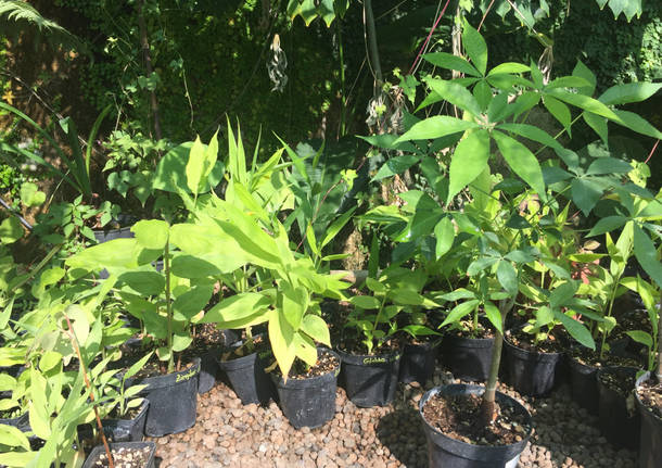 Serra Utopia Tropicale a Comerio 