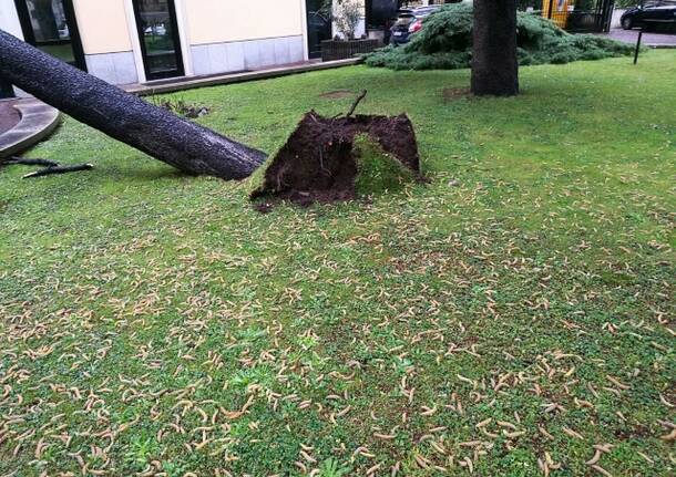 Corso Italia: albero si abbatte sul Banco di Desio
