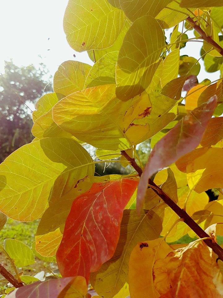 Autunno a Bodio (foto di Clara Comolli)