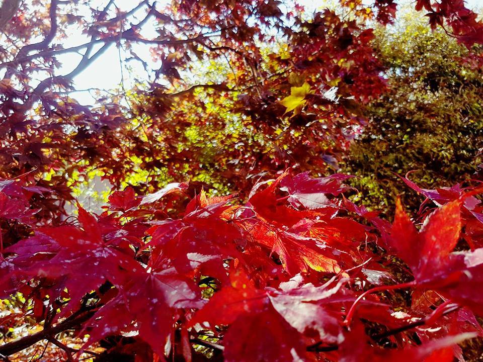 Autunno a Bodio (foto di Clara Comolli)