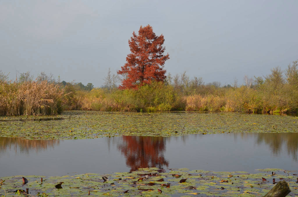 autunno varie