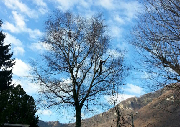La Festa dell’Albero a Bisuschio